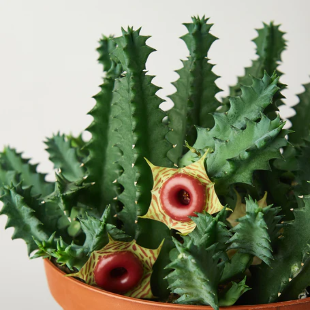 Lifesaver Cactus | Plant Addicts