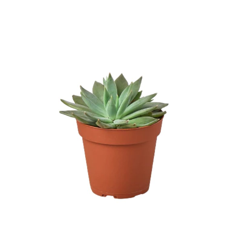 Little Jewel Succulent | Plant Addicts