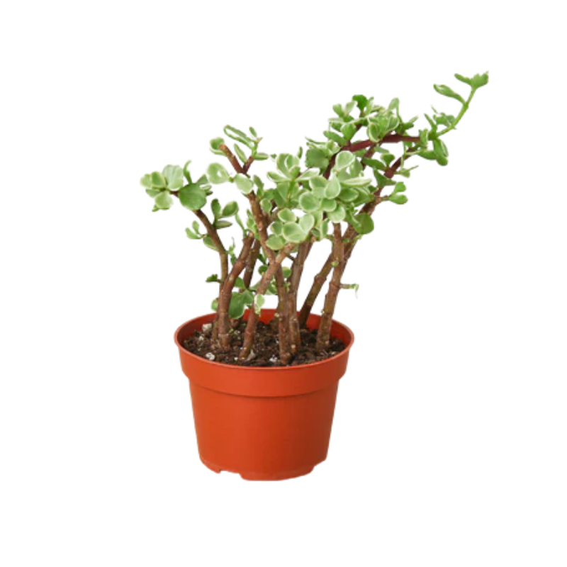 mixed succulent pot Mixed Succulent Planter – GillyFlowers main image 0