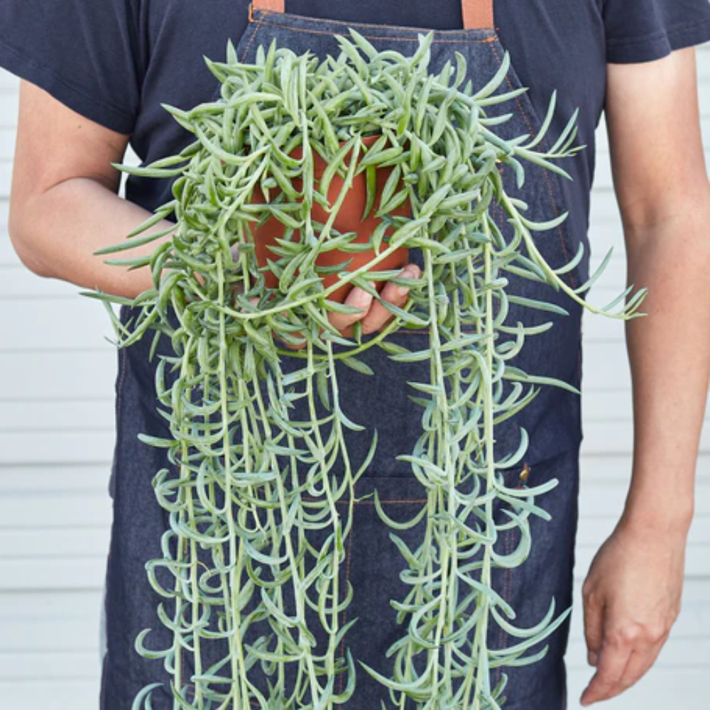 succulent plush Succulent Plush: Meet Sidney, Your Cheerful Green Companion main image 0