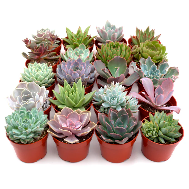 unique plant pots that drip Honeycomb Succulent Planter With Drip Tray, Unique Flower Pot Home Dec –  LUV2BRD