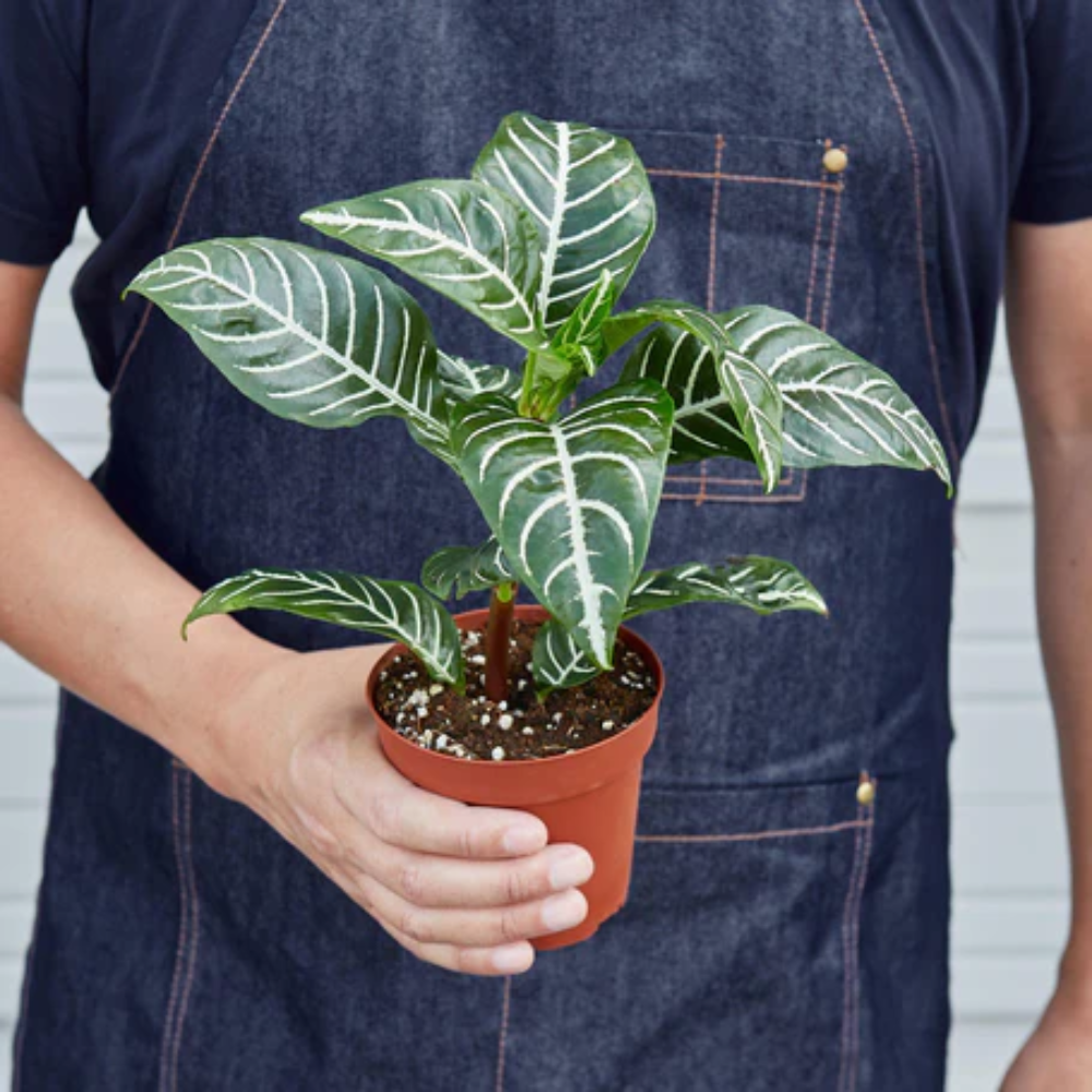 Aphelandra Zebra Plant