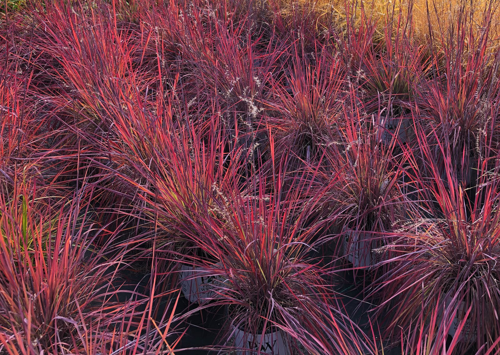 Prairie Winds® Blue Paradise Little Bluestem | Plant Addicts