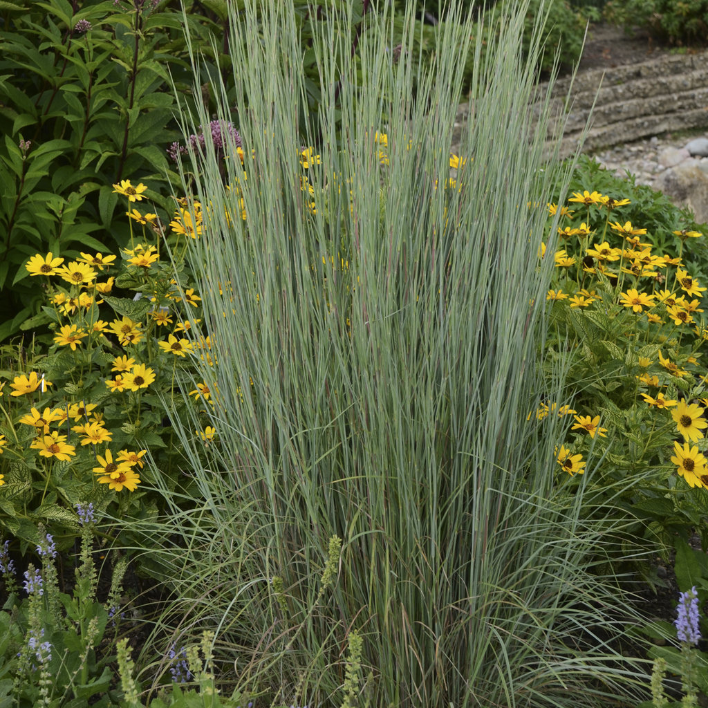 新品 blue herb LITTLETEMPO  IS WHERE Little Bluestem 'The Blues' - Outdoor Perennial Ornamental