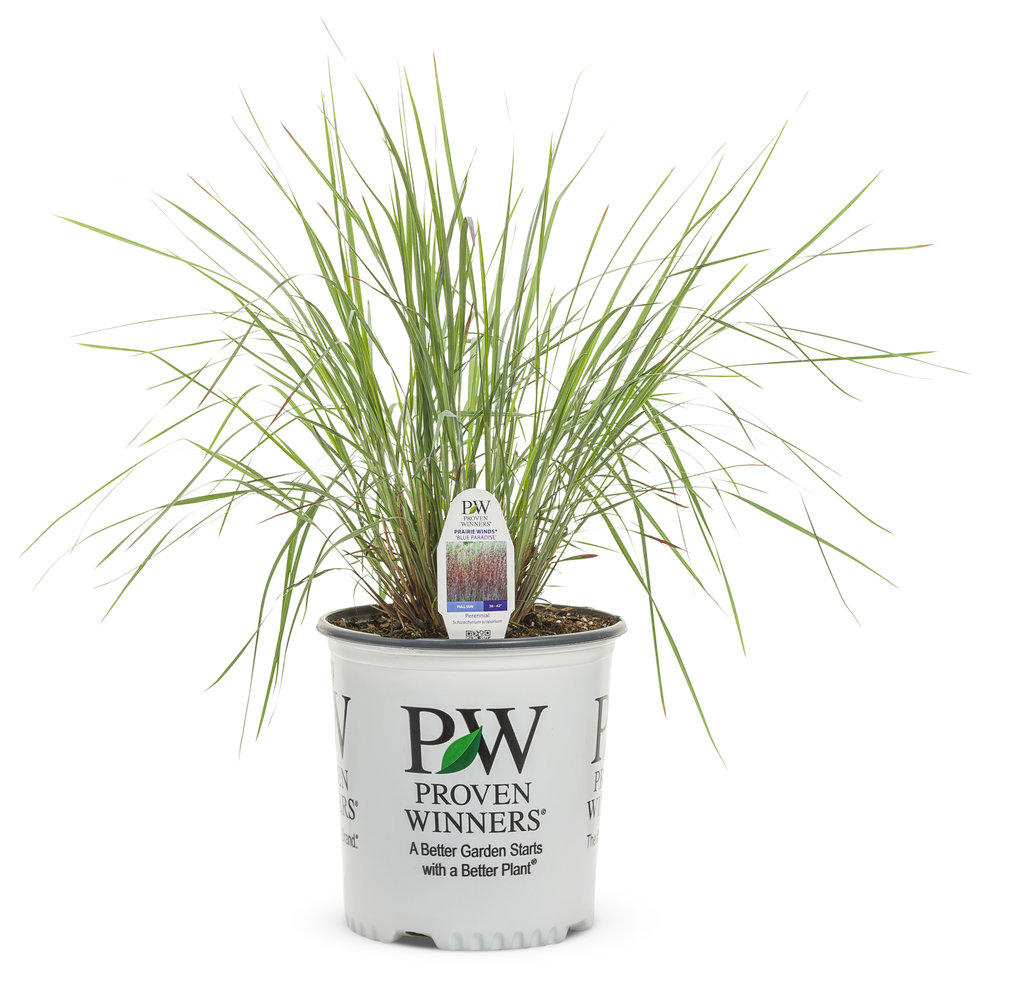 Prairie Winds® Blue Paradise Little Bluestem | Plant Addicts