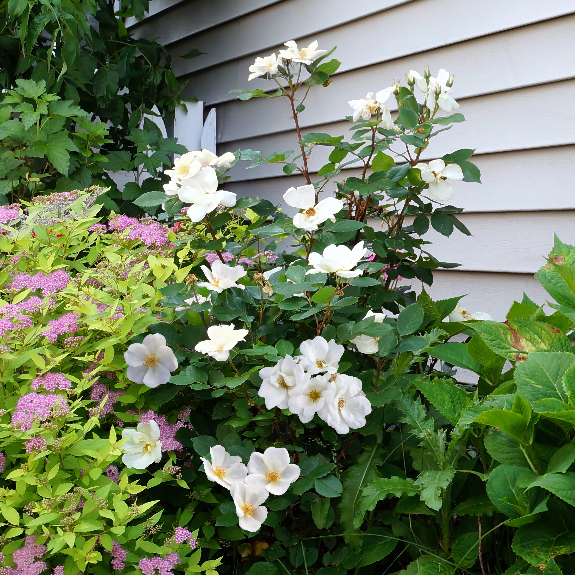 Offen【Reborn project】ROSE-pointed /WHITE White_Knock_Out_Rose_Stem_with