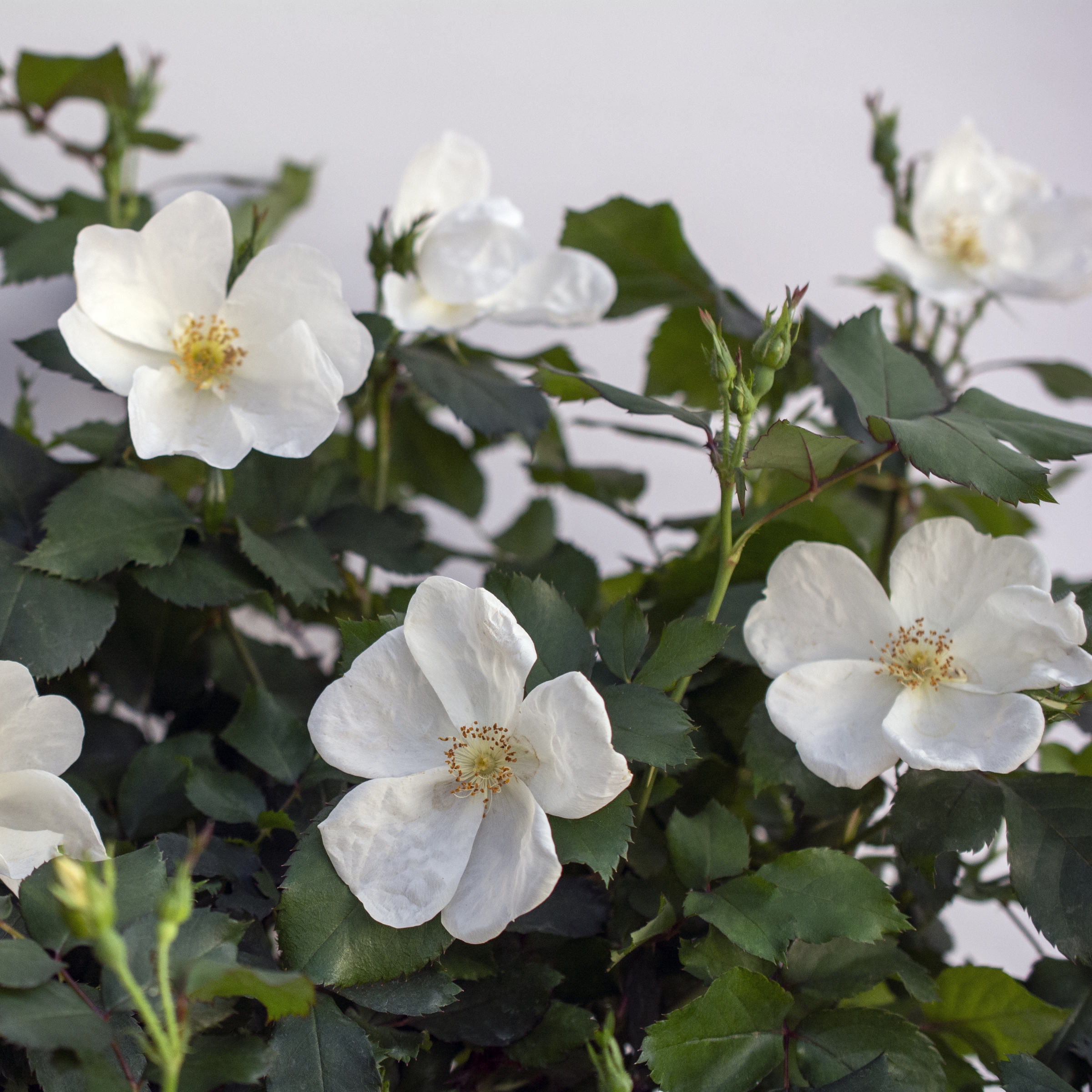 高品質の人気 White Knock Addicts Plant | Rose Out® 靴