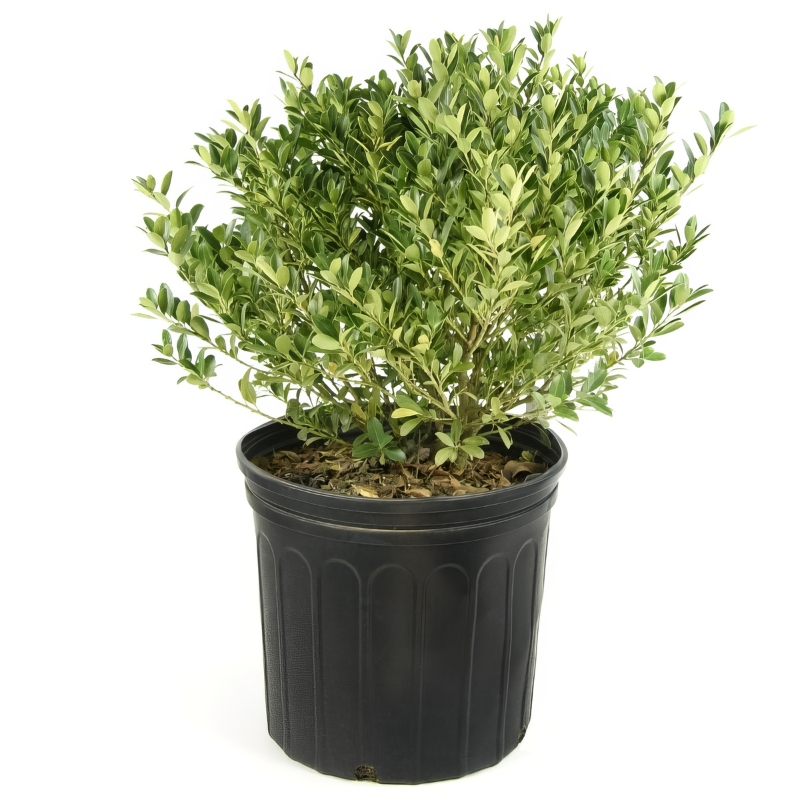 Hoogendorn Japanese Holly | Plant Addicts