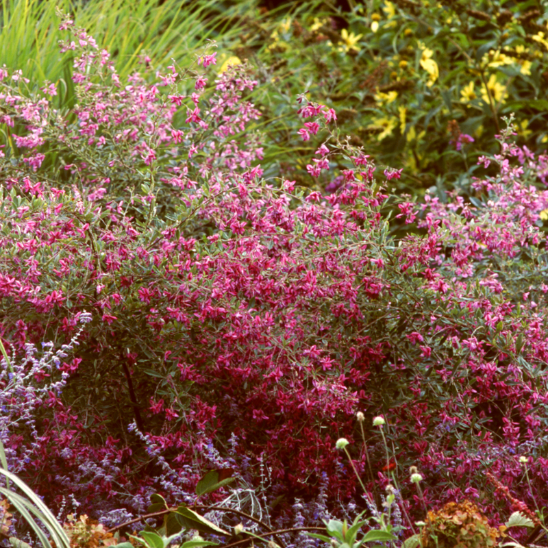 Gibraltar_Bush_Clover_Growing_