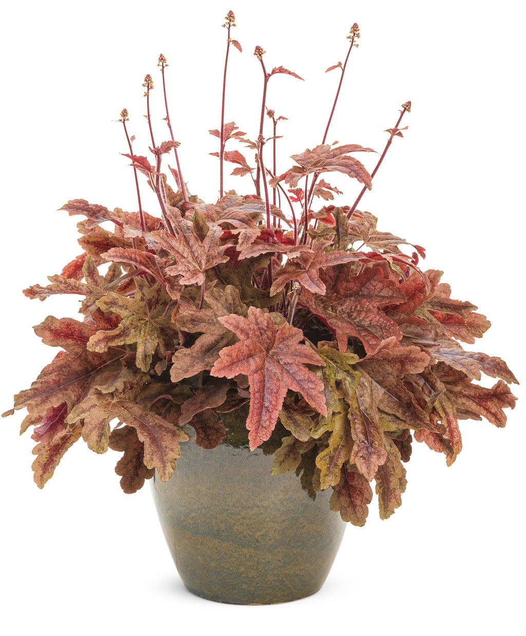多肉植物 寄せ植え レッドベリーhyb( * ֦ơωơ֦)No.19 Harmony's Red Robin Begonia Rex in a 6 inch Metallic Red Black