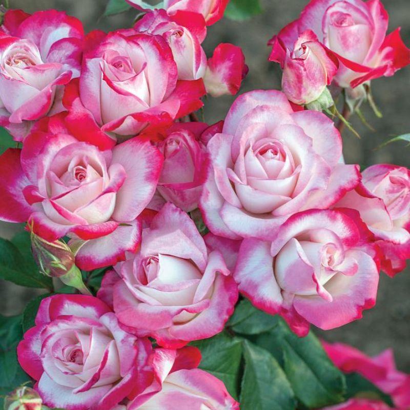 Easy Tips for Picking Candy Cane Peppers 2023 AtOnce