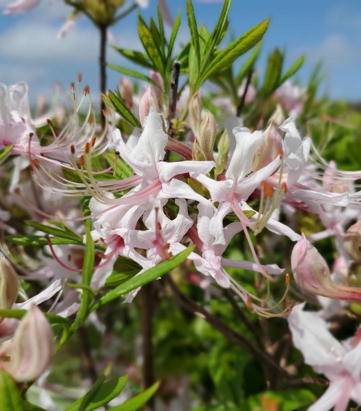 Pinxterbloom Azalea | Plant Addicts