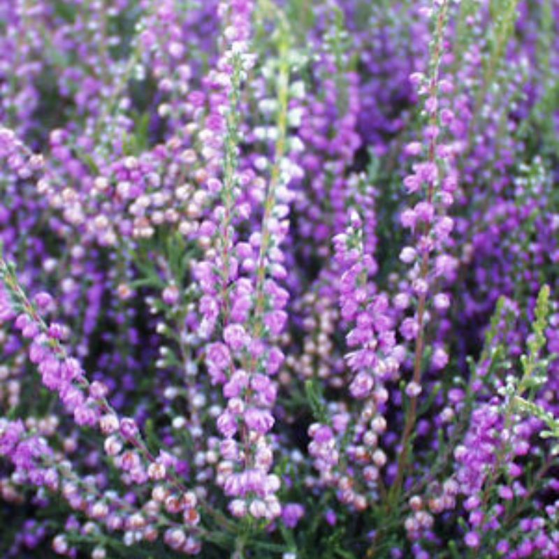 Tib Summer Heather | Plant Addicts
