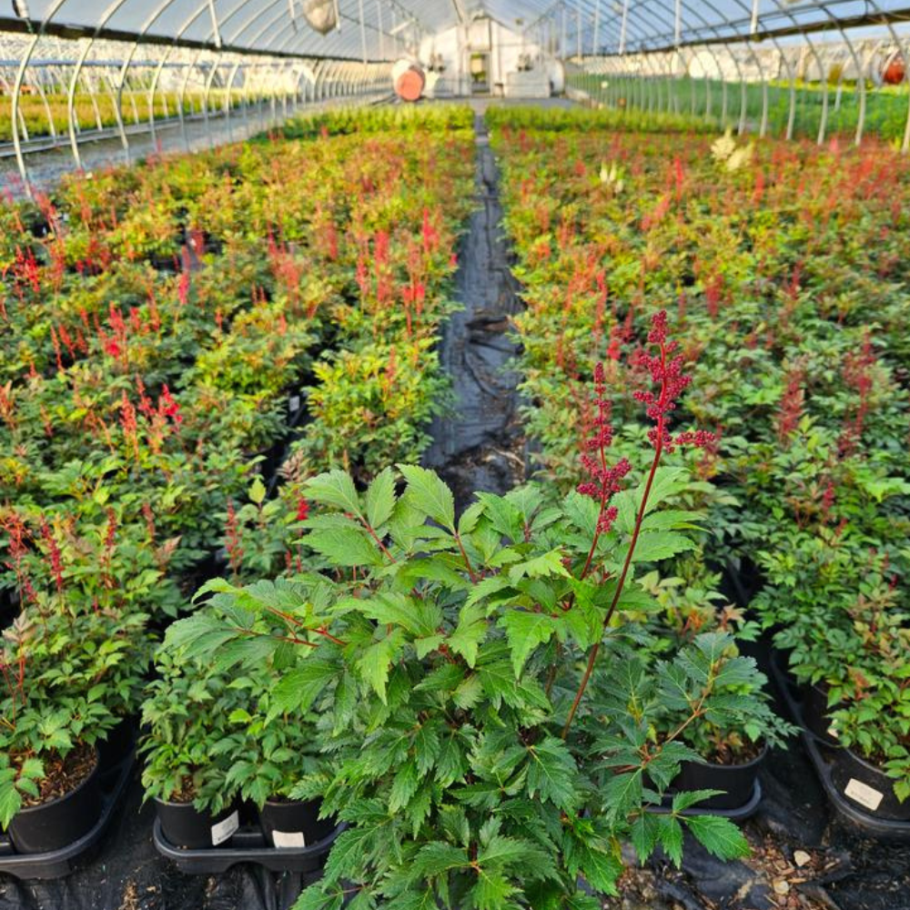 nicotiana planting Woodland Nicotiana Organic Seeds 1,800 Seeds