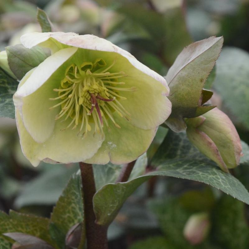 FrostKiss™ Molly's White Hellebore | Plant Addicts