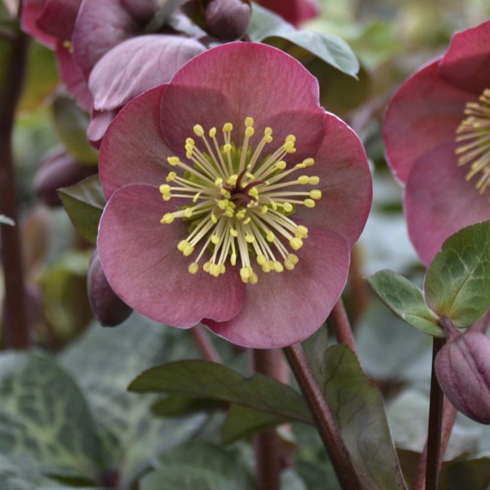 FrostKiss™ Penny's Pink Hellebore | Plant Addicts