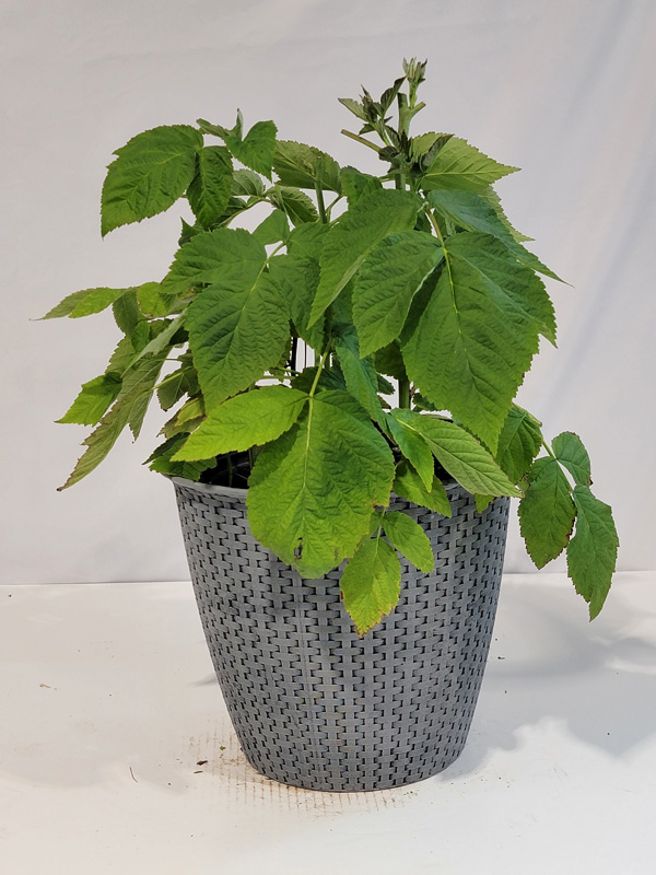 Joan J Raspberry Bush | Plant Addicts