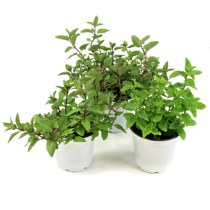 olivenbaum kaufen online Olivenbaum 20cm | Online kaufen