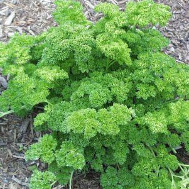 Triple Curly Parsley Plant Plant Addicts