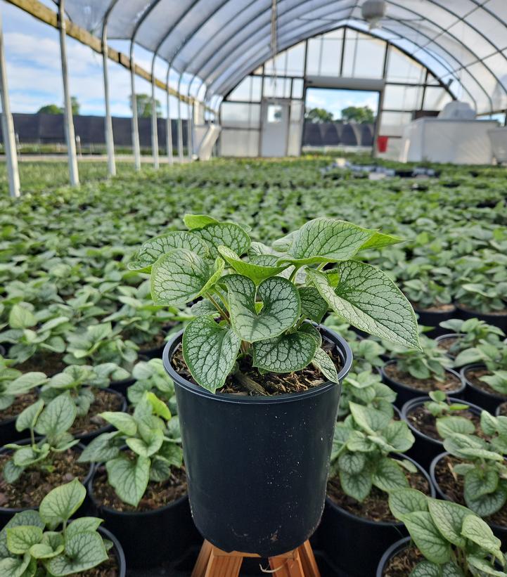 Jack Frost Siberian Bugloss | Plant Addicts