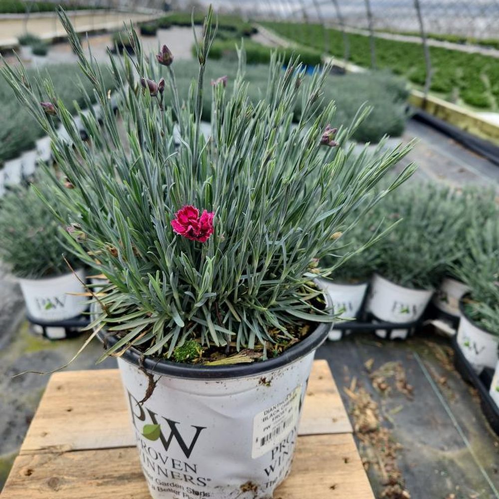 Fruit Punch® Black Cherry Frost Pinks Dianthus | Plant Addicts
