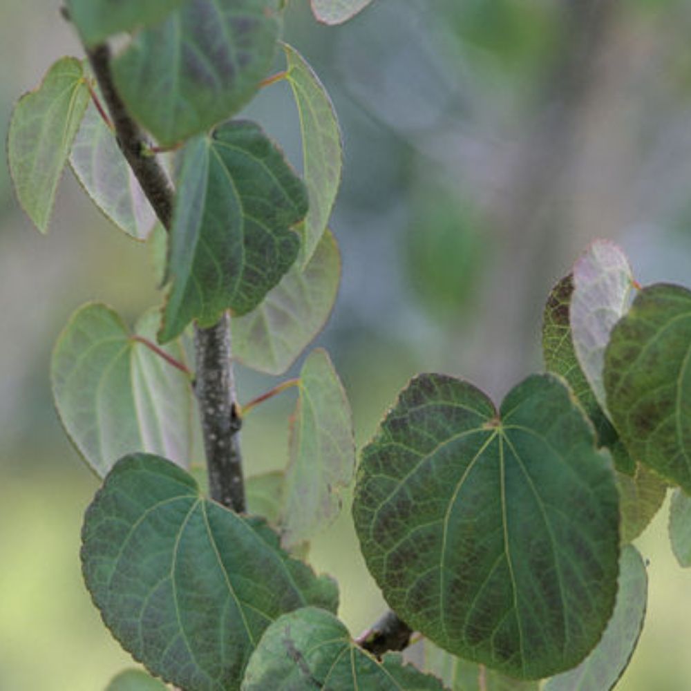 Katsura_Tree__43721.1705427512