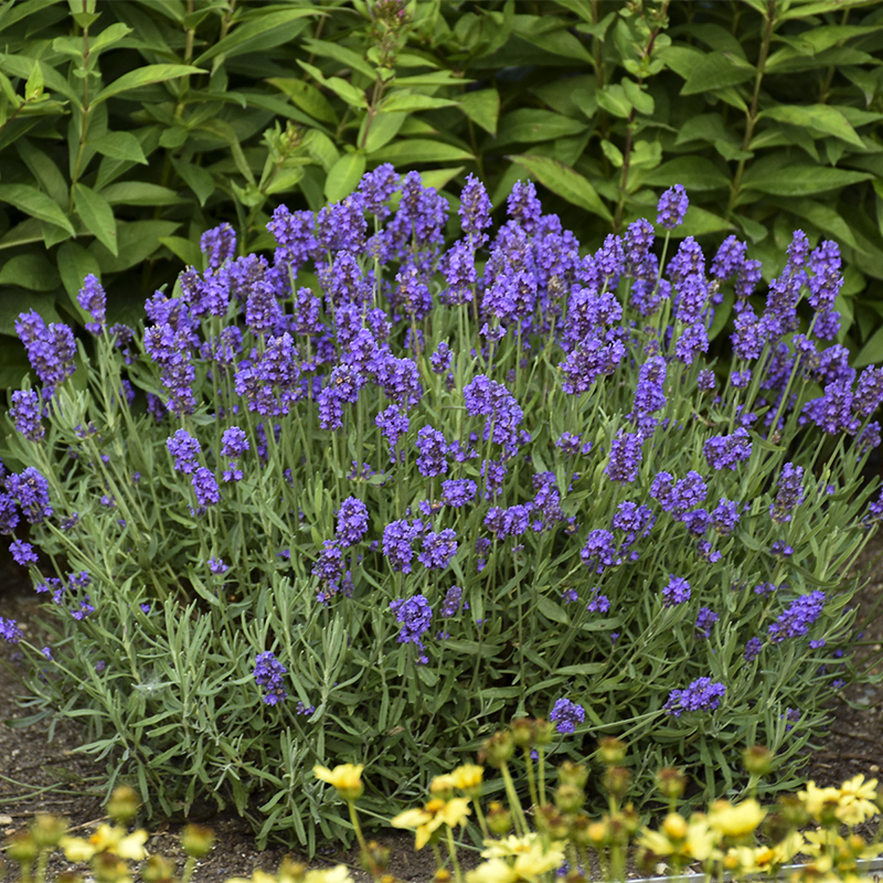 pink lavender plant Lavandula st. Madrid Lavish Pink 1gal Lavender – Cornell Farm