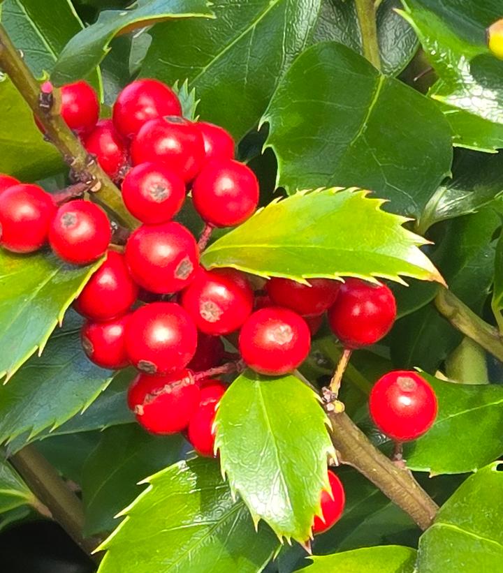 Blue Maid Holly | Plant Addicts