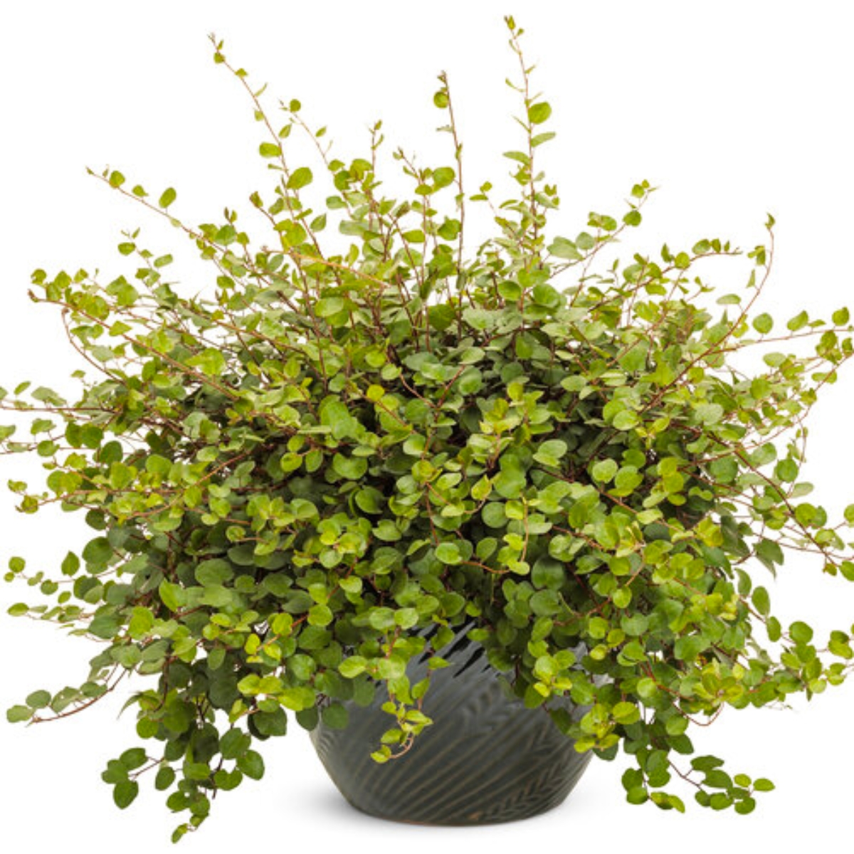 Proven Accents Big Leaf Creeping Wire Vine | Plant Addicts