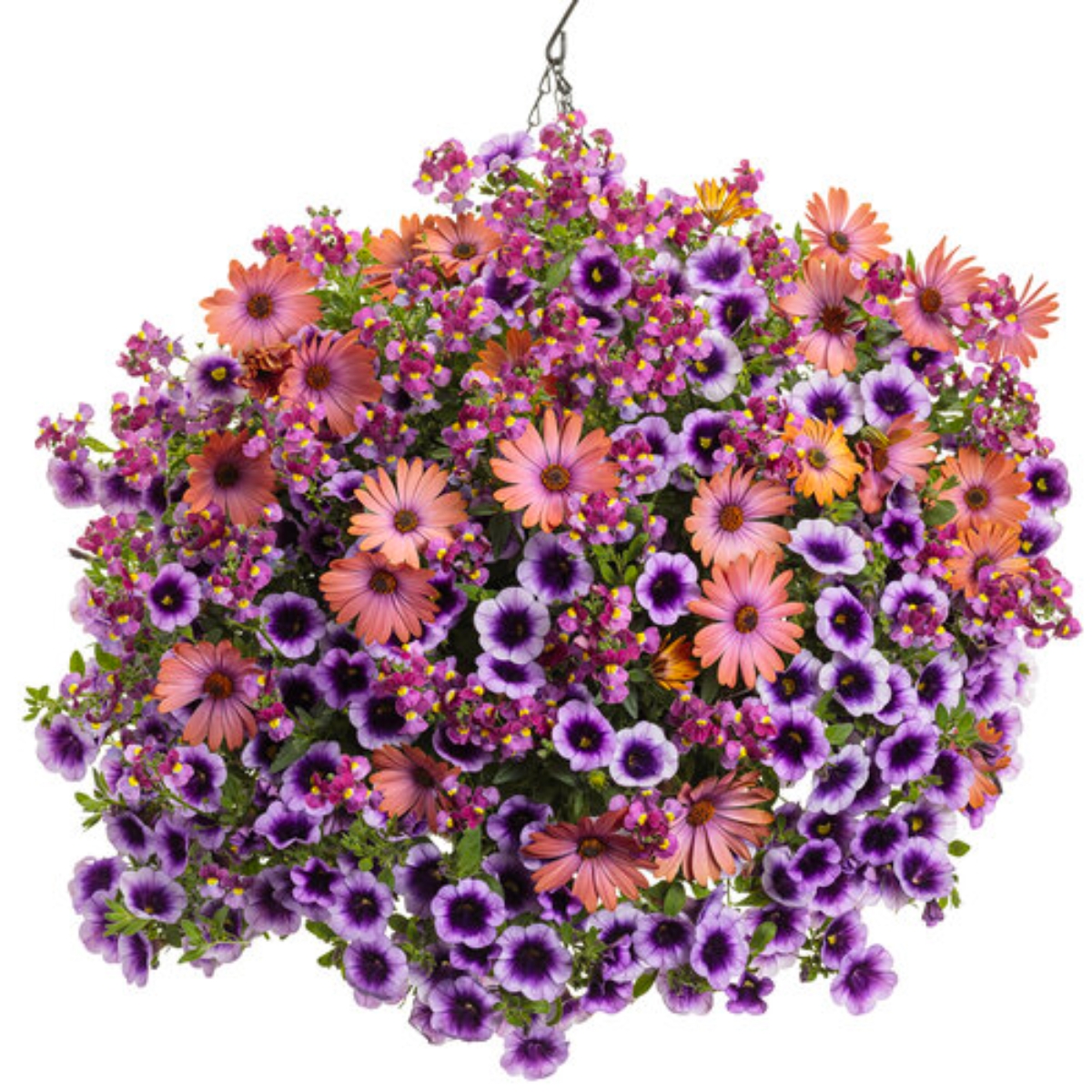 Bright Lights™ Horizon™ Sunset African Daisy | Plant Addicts