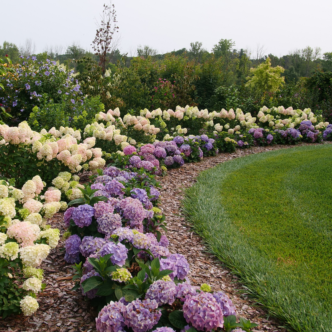 Let's Dance® Sky View Hydrangea | Plant Addicts