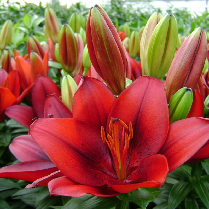 Tiny Rocket Asiatic Lily | Plant Addicts