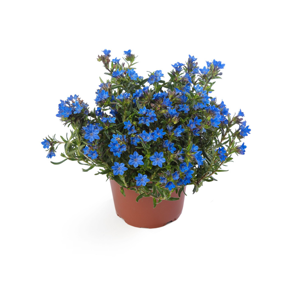 Tidepool™ Sky Blue Lithodora | Plant Addicts