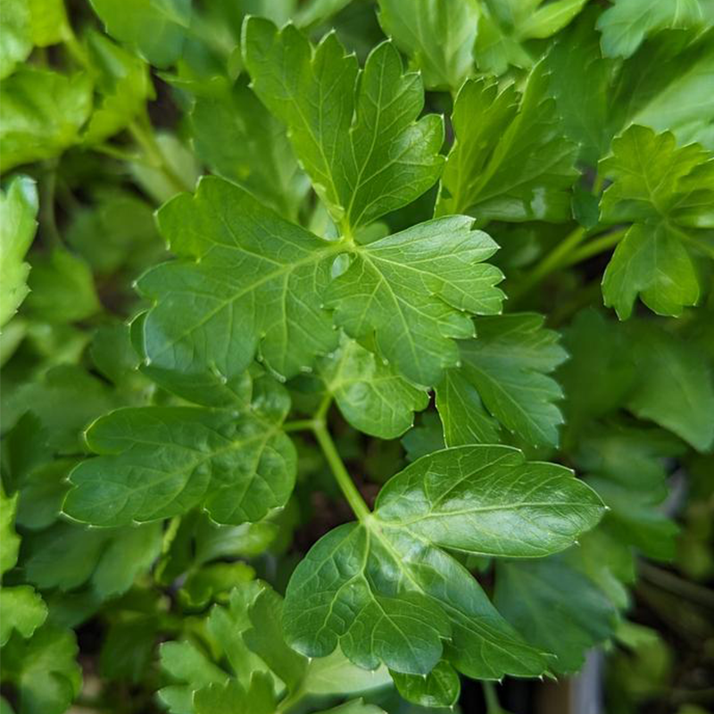 Italian Parsley Plant Addicts