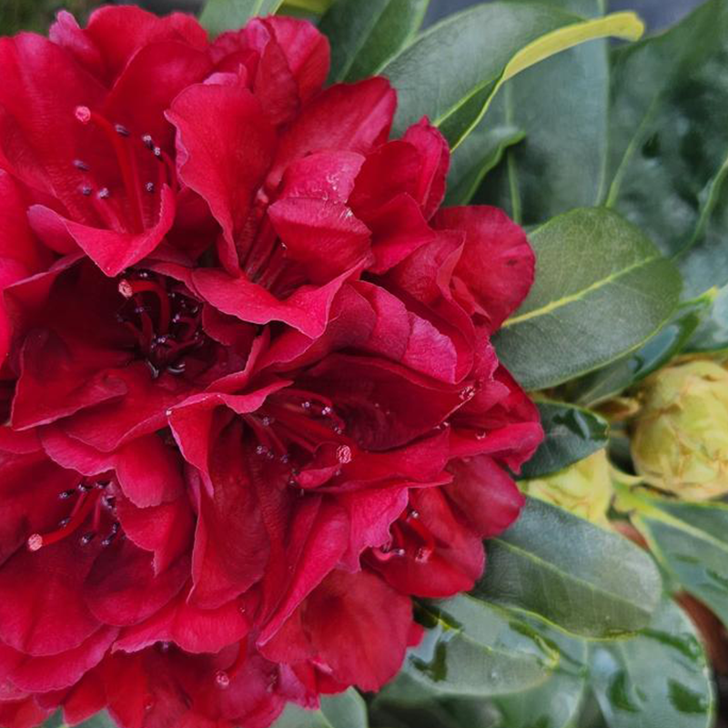 Blood Moon Rhododendron | Plant Addicts