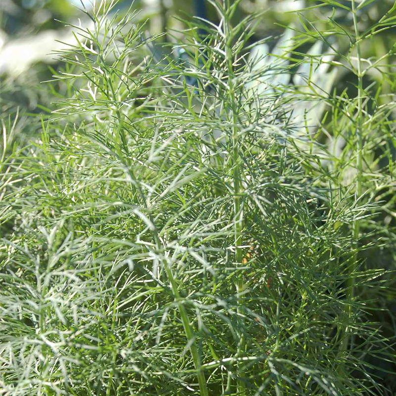 Dwarf Fernleaf Dill Plant Addicts