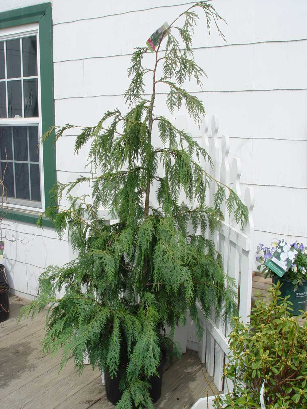 Weeping Alaskan Cedar Turning Yellow