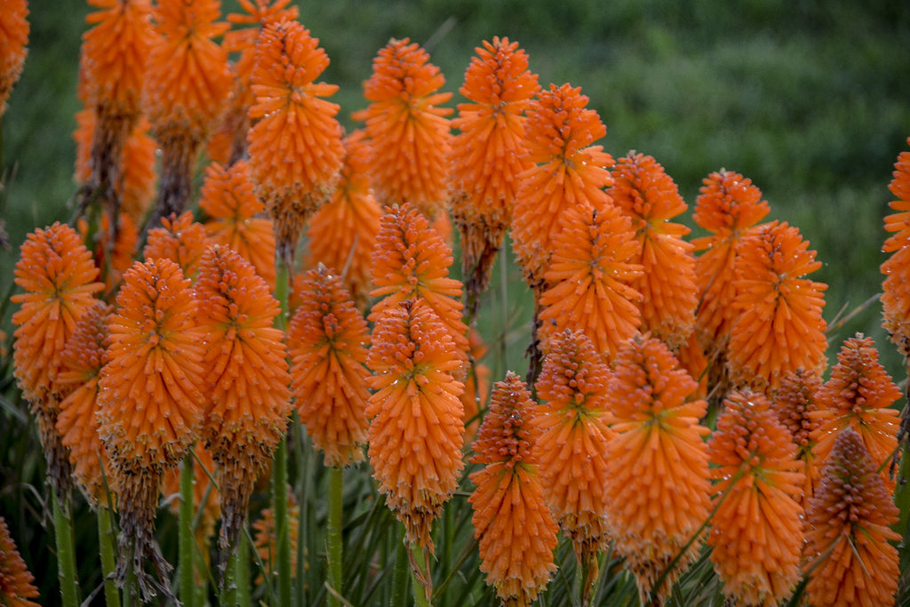 Pyromania Orange Blaze Red Hot Poker | Plant Addicts