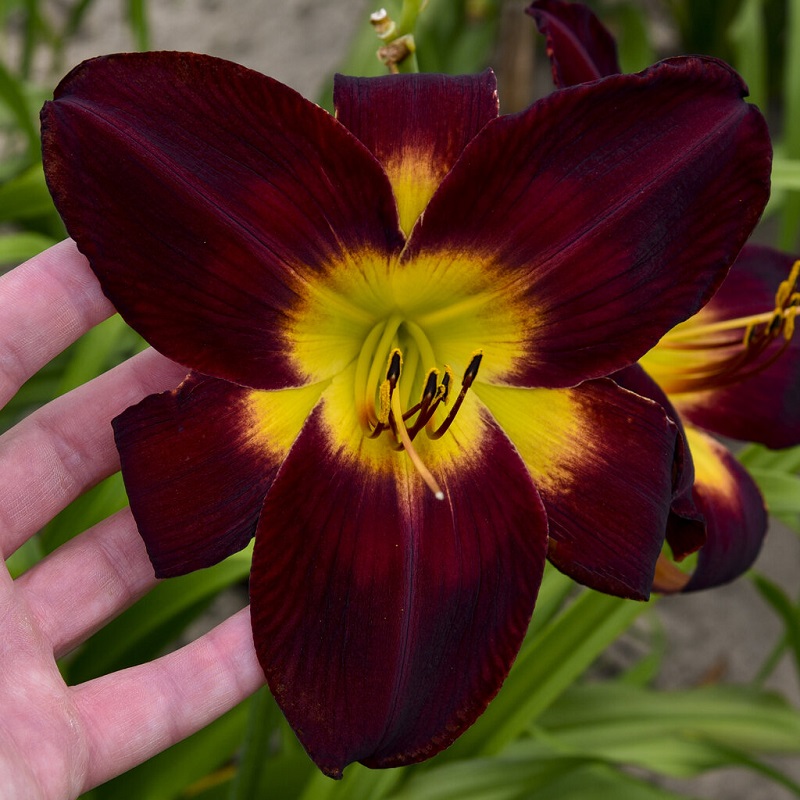 Rainbow Rhythm® Persian Ruby Daylily | Plant Addicts
