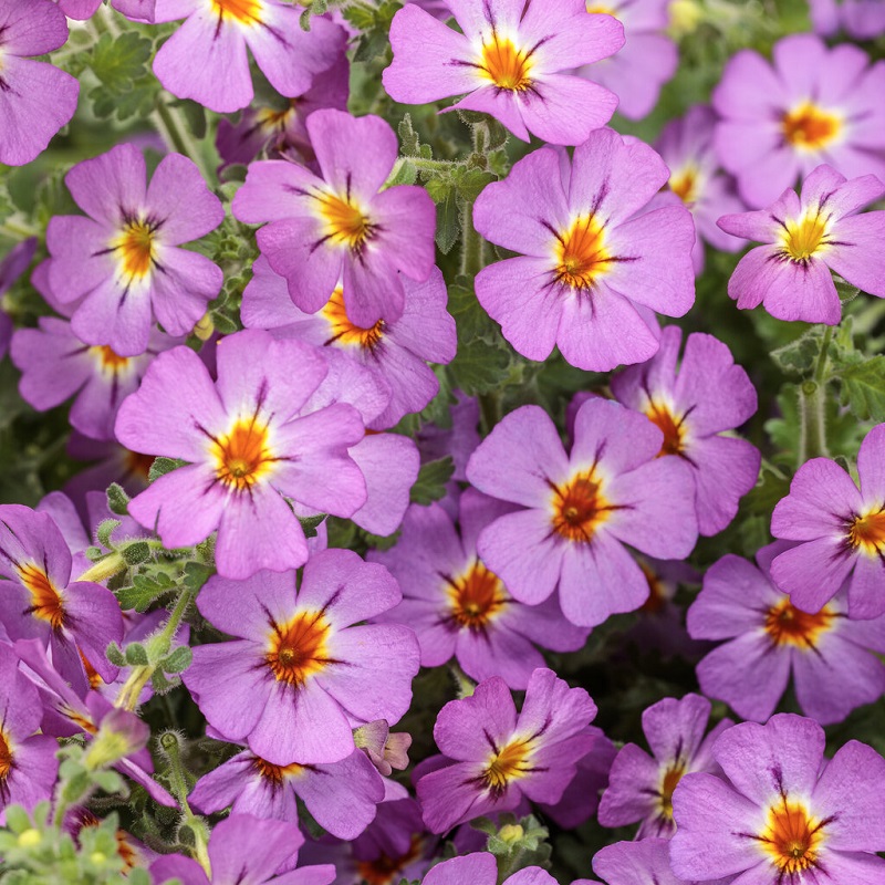 South_African_Phlox_covered_in