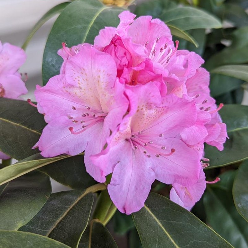 Rhododendron 'Holden's Fuchsia' {2-Gallon pot}