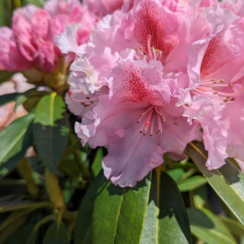Holden's Pink Flare Rhododendron | Plant Addicts