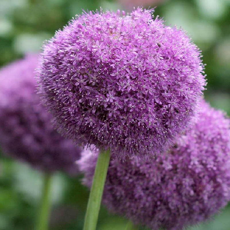 Party Balloon Allium Plant Addicts