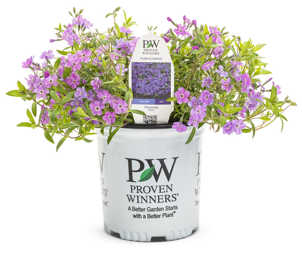 Purple Sprite Phlox | Plant Addicts