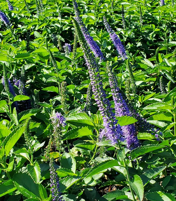 Seaside Veronica | Plant Addicts