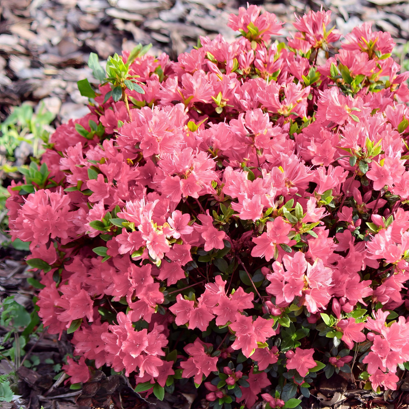 Coral Bell Azalea | Plant Addicts