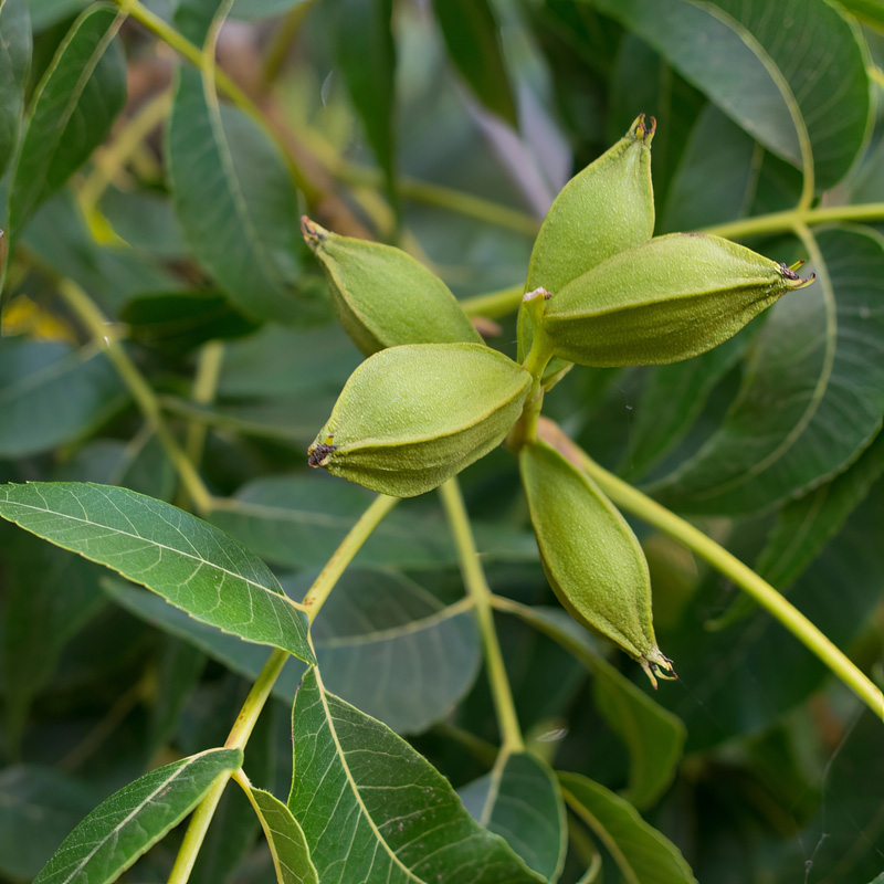 Native Pecan Tree | Plant Addicts