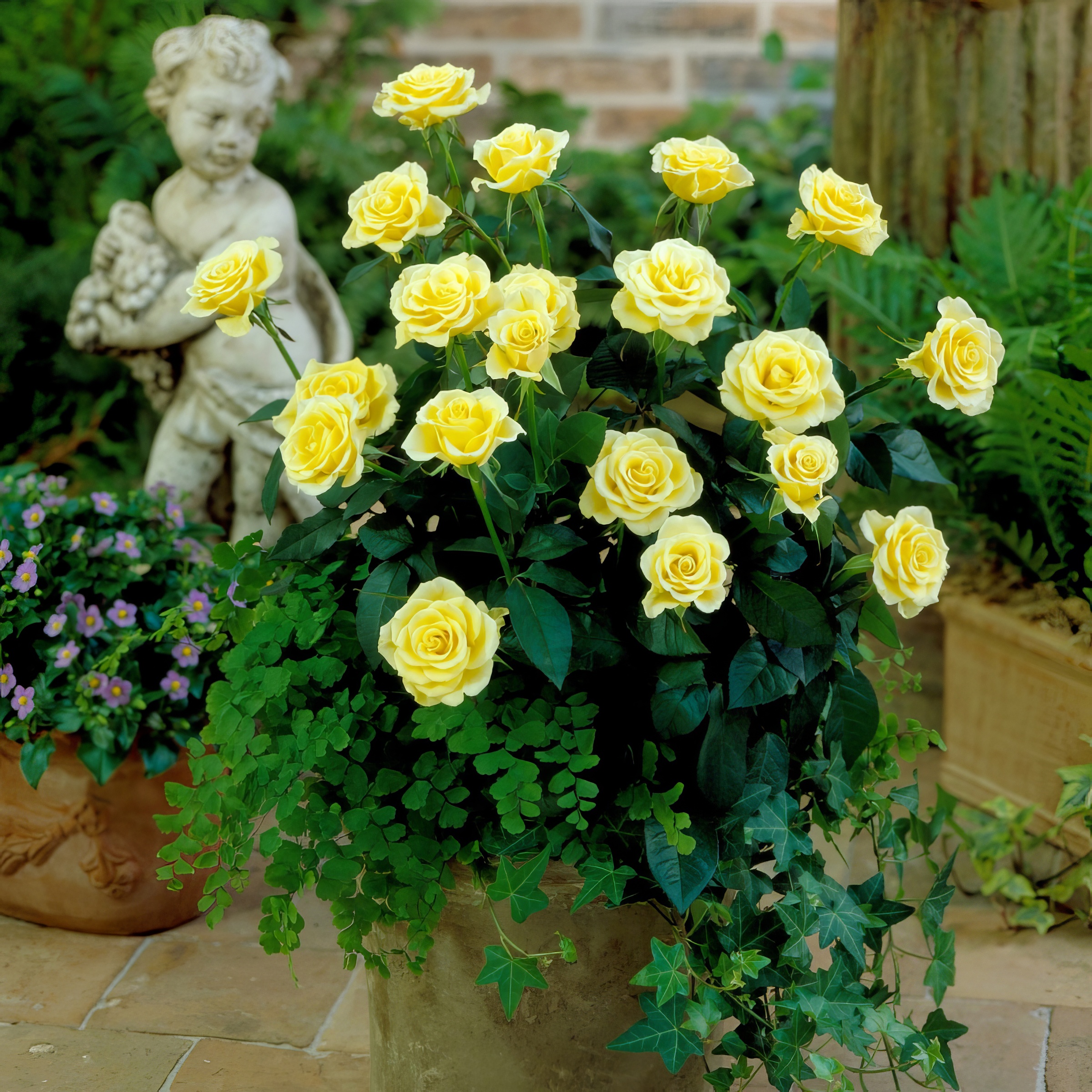Rise and Shine Mini Rose | Plant Addicts