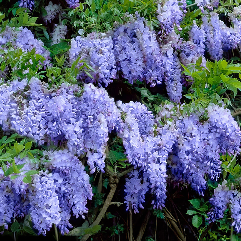 wisteria様 3点まとめ Blue Chinese Wisteria Tree | Plant Addicts