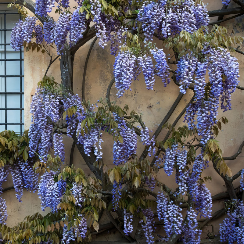 wisteria様 3点まとめ Wisteria | Plant Addicts